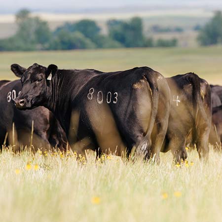 Cow Herd