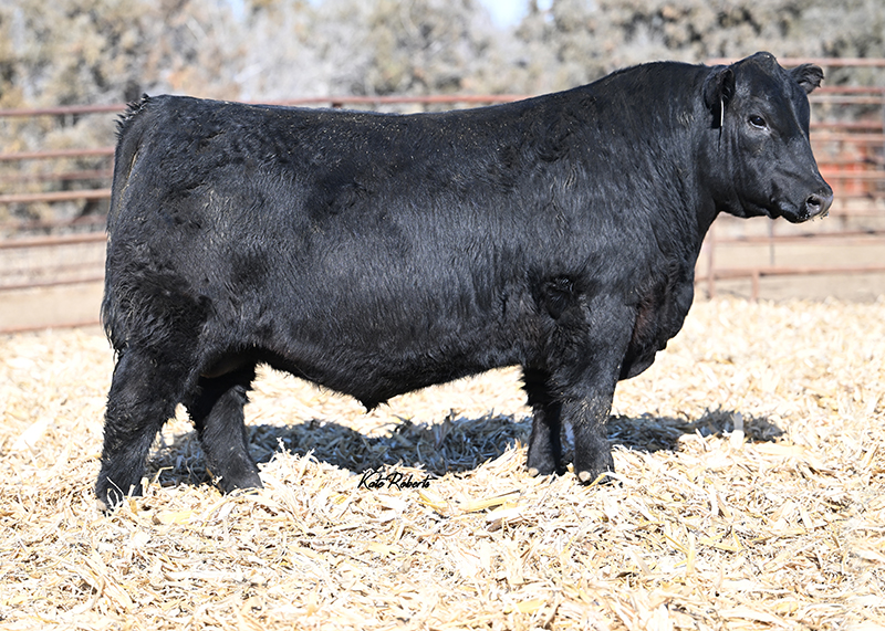 Angus Breeder Thiel Ranch Isabel, SD